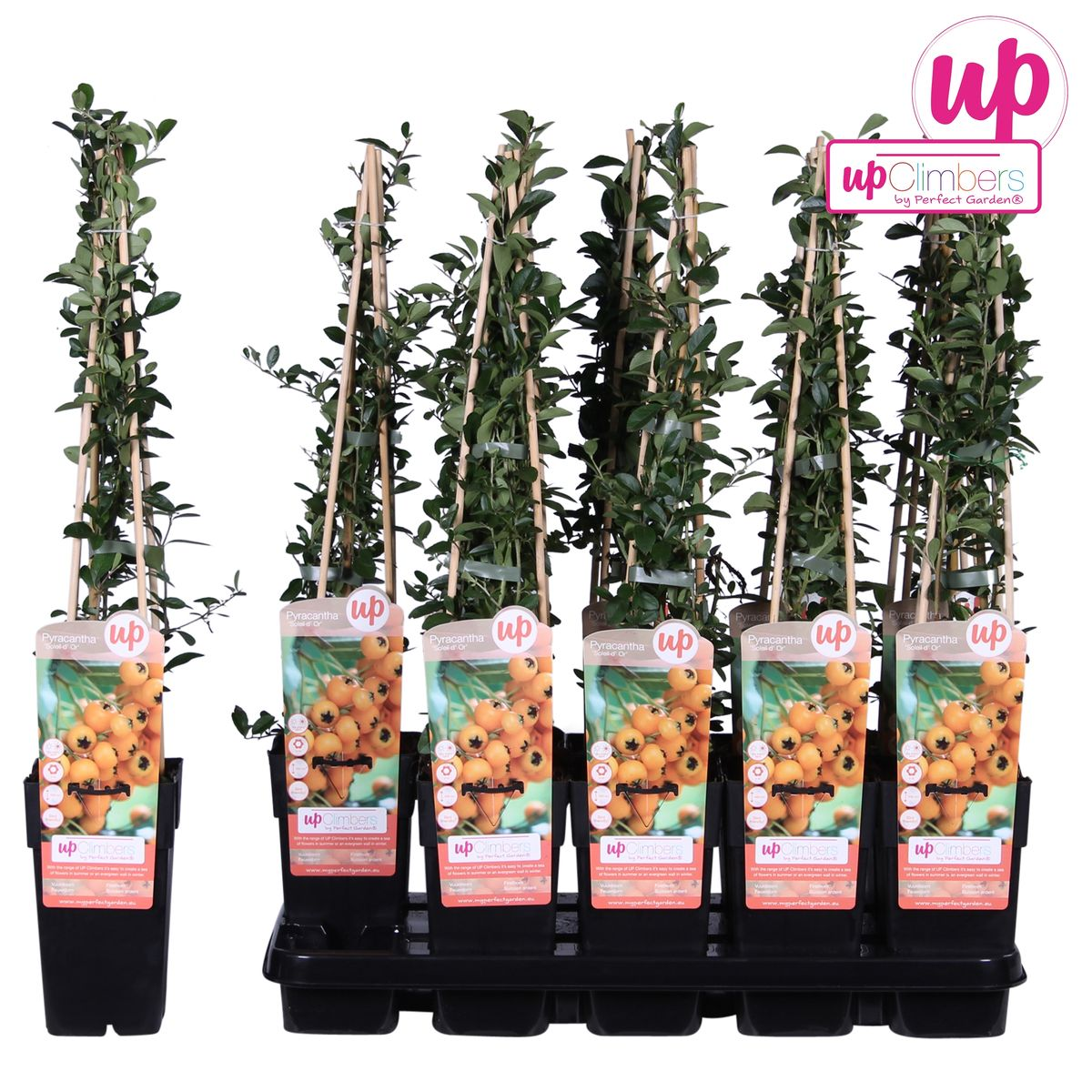 Pyracantha 'Soleil D'or' - Ø15cm - ↕65cm