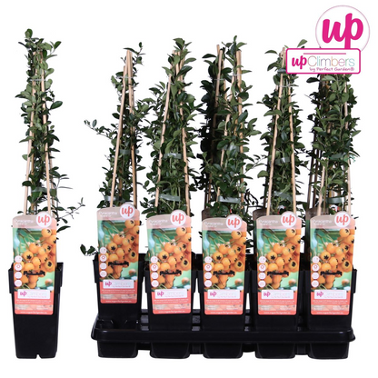Pyracantha 'Soleil D'or' - Ø15cm - ↕65cm