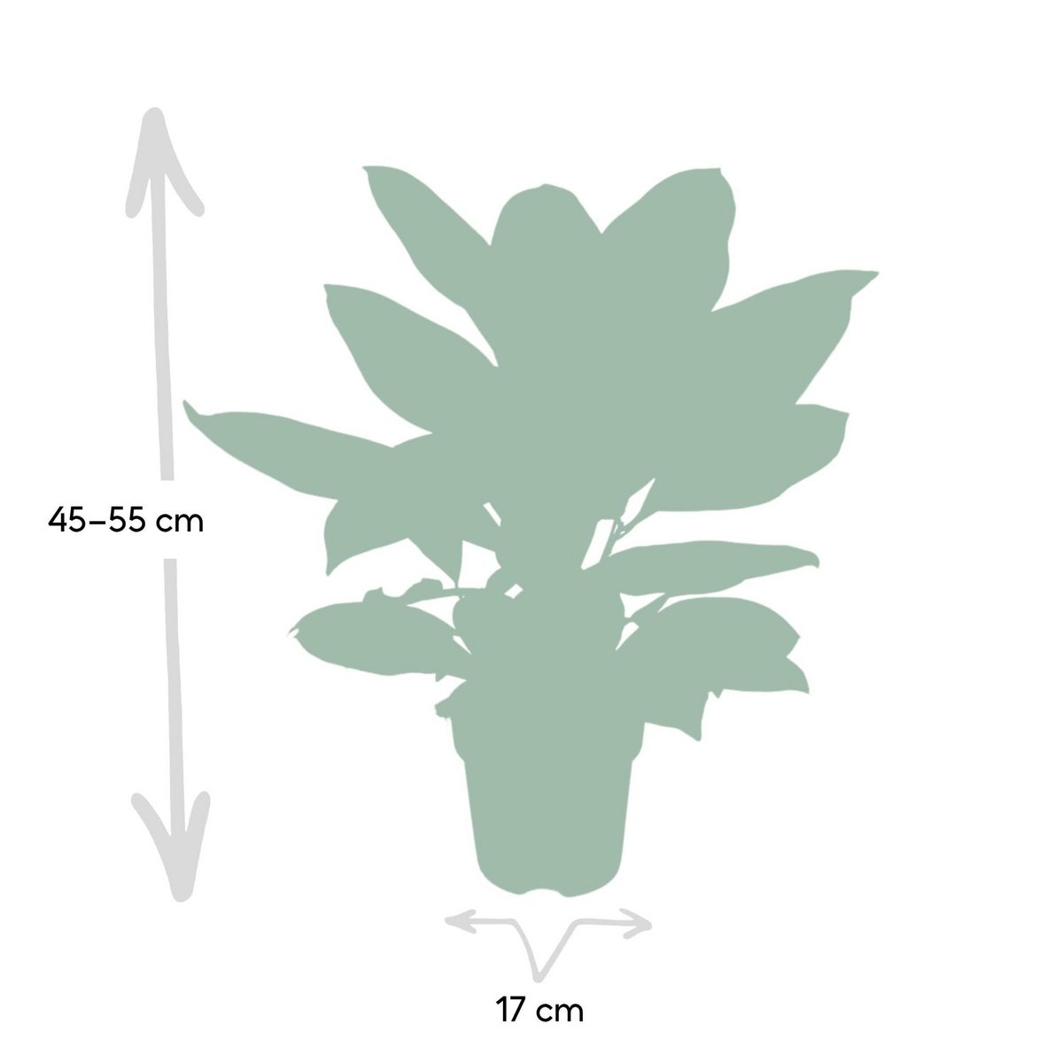 Kamerplant Codiaeum Petra Ø17cm ↕45cm