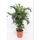 Caryota Mitis palmboom