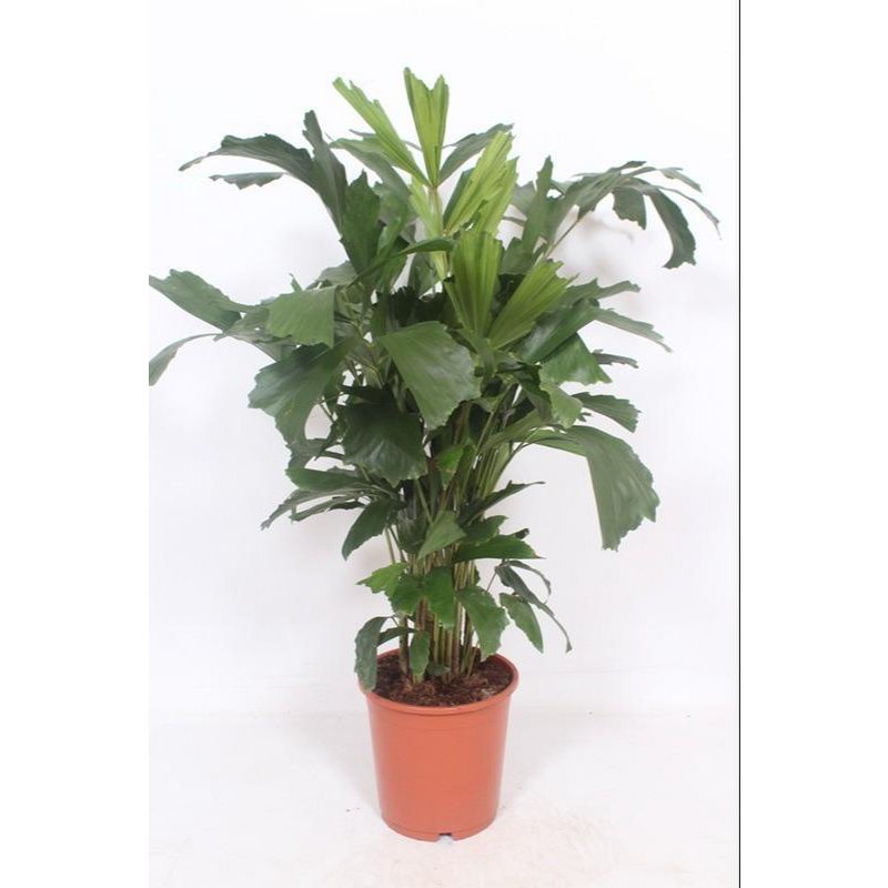 Caryota Mitis palmboom