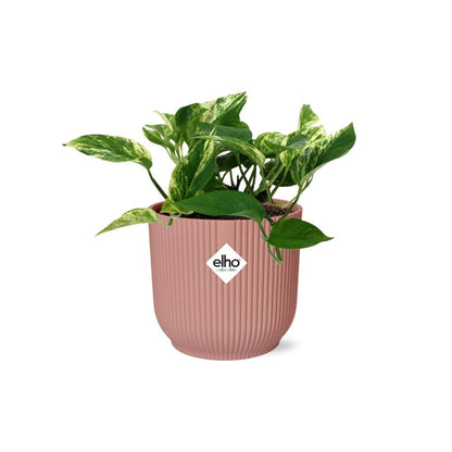Scindapsus (Epipremnum) Marble Queen in Elho Vibes Fold 14cm Pink