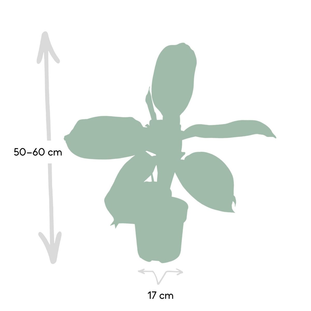 Aglaonema Silver Bay - Ø17cm - ↕55cm