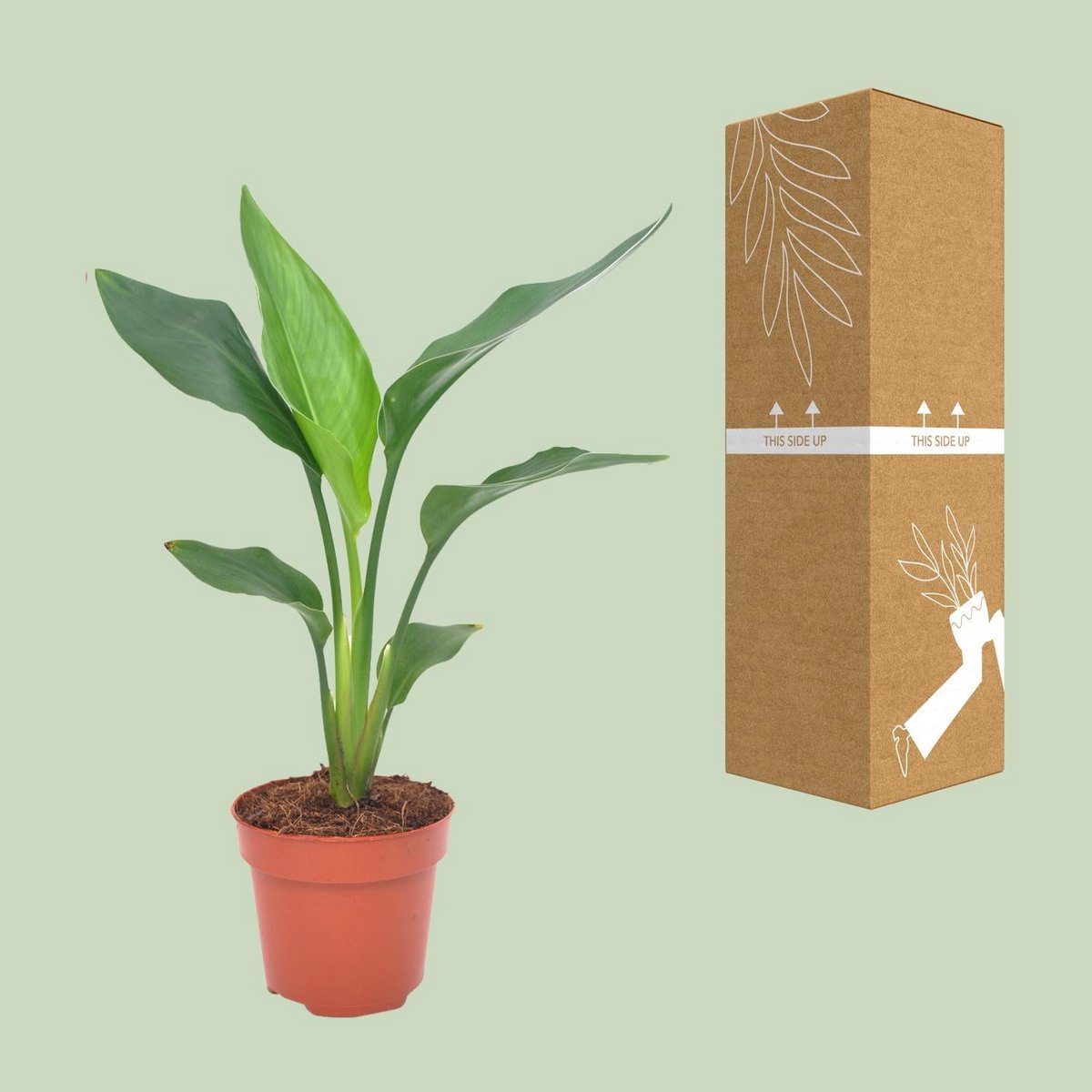 Paradijsvogelbloem 12cm pot 40cm hoog