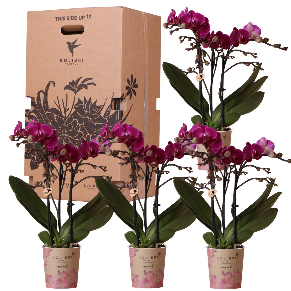 Surprise box with 4 Kolibri Orchids – Single color (pot size 9 cm)