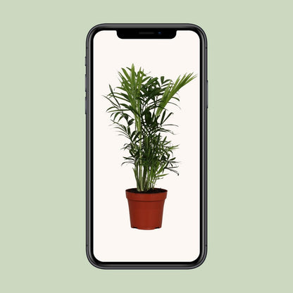 Chamaedorea elegans - Ø12cm - ↕40cm