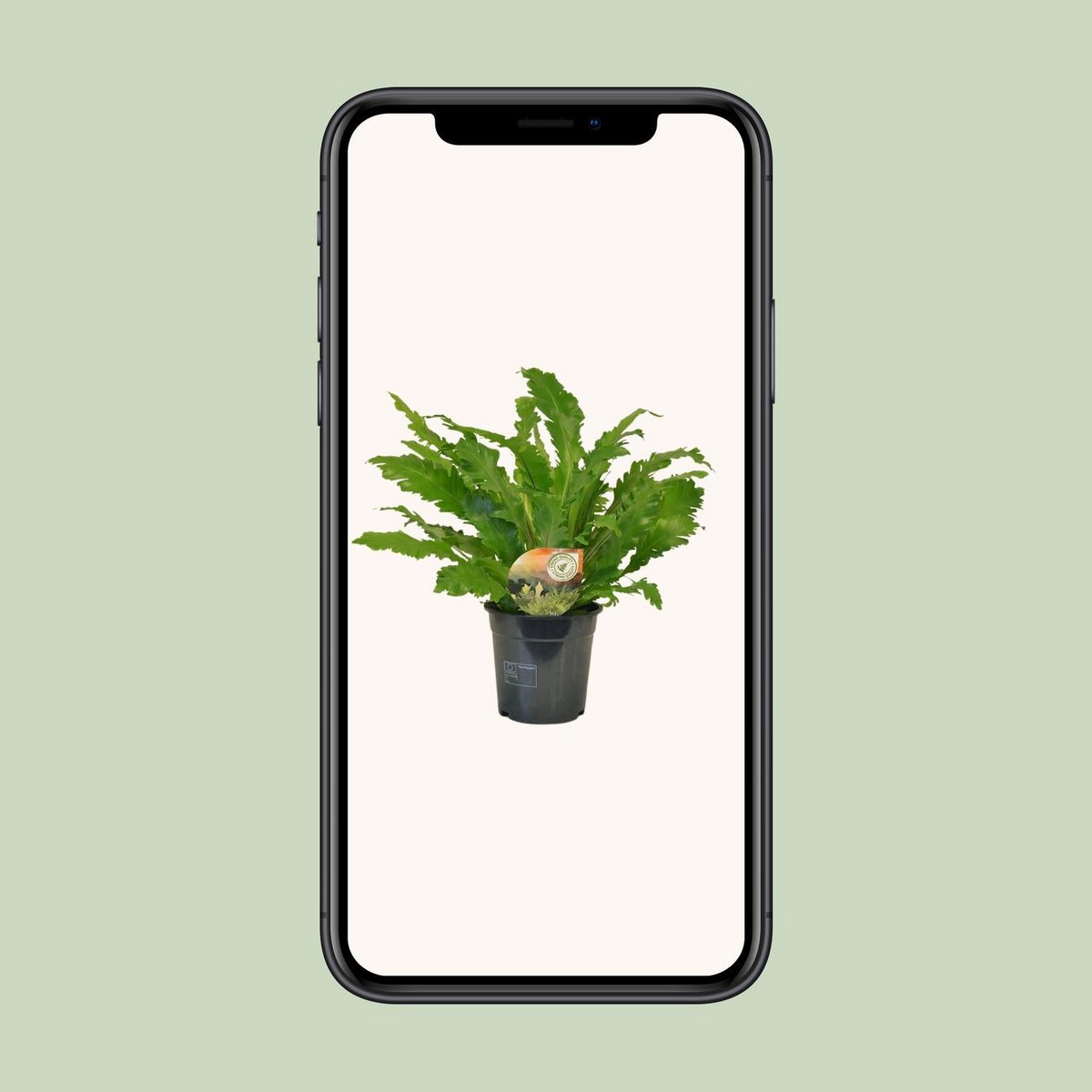 Asplenium campio - Ø17cm - ↕50 cm