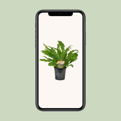 Asplenium campio - Ø17cm - ↕50 cm