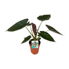 Kamerplant Alocasia wentii Ø19cm 85cm