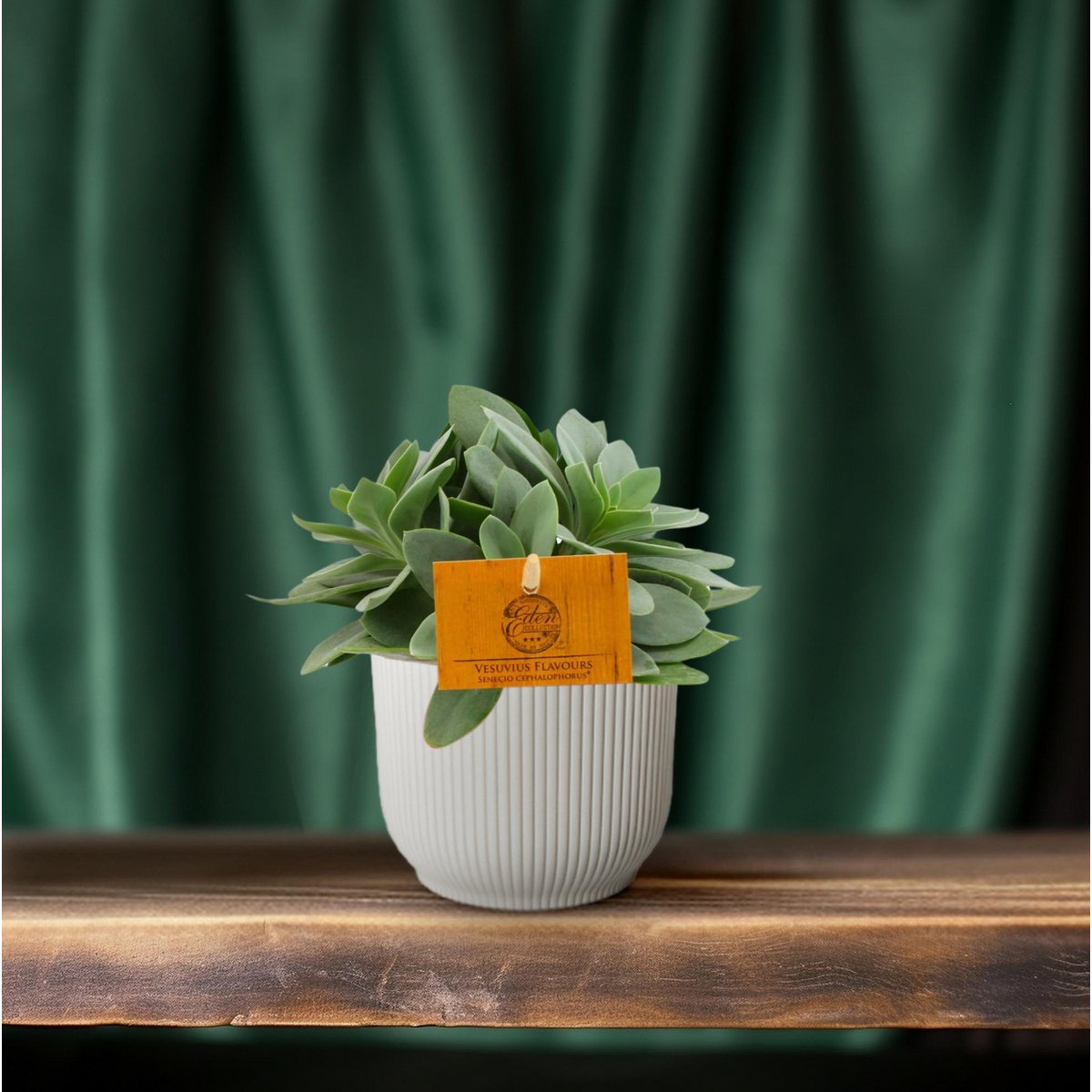 Vetplant Senecio cephalophorus Ø10,5 cm