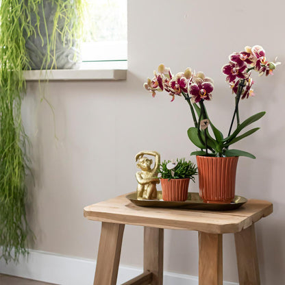 Plantenset Orchidee, Rhipsalis met Retro Terracotta Potten en Dienblad