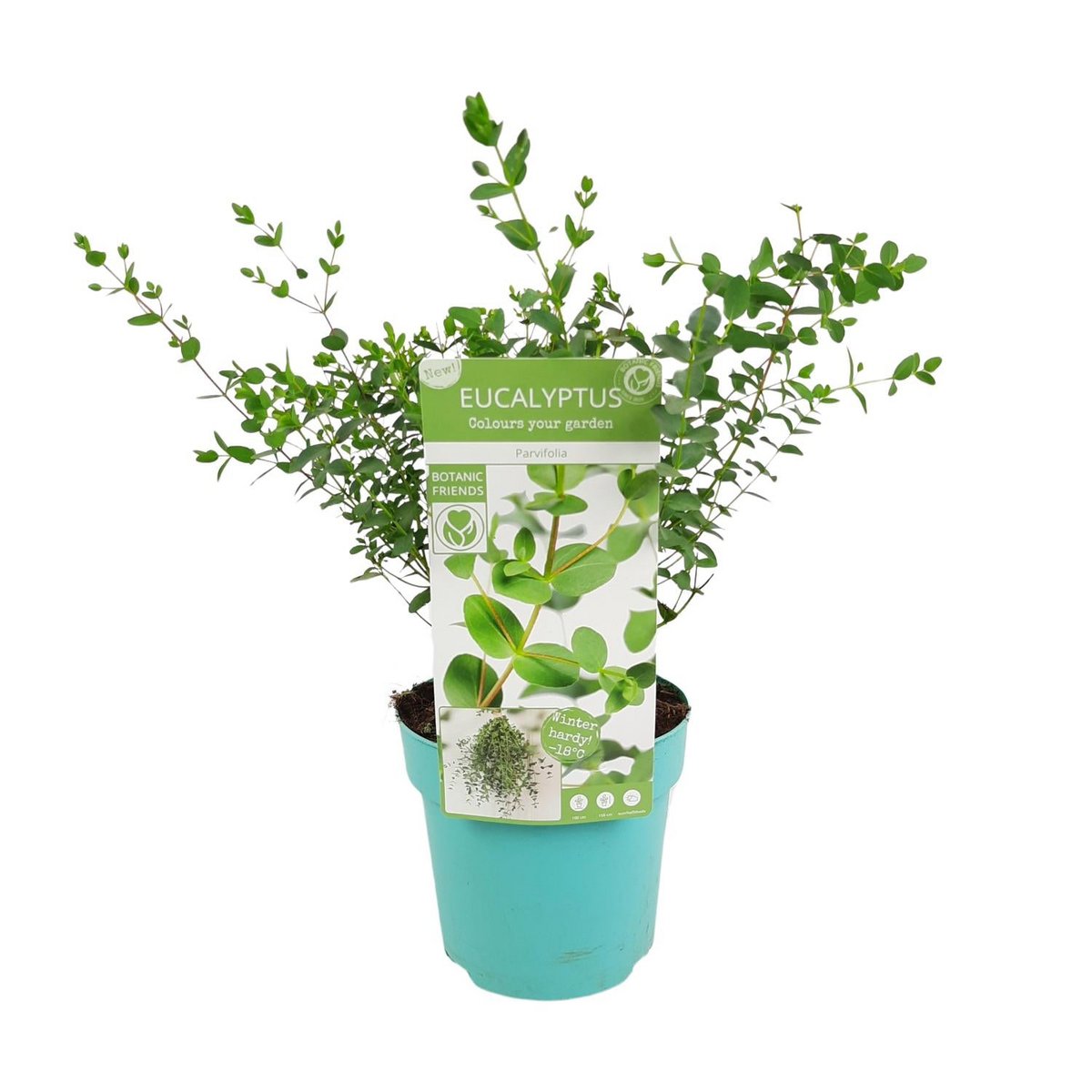 Eucalyptus parvifolia - Ø17cm - ↕30cm