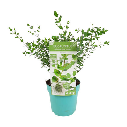 Eucalyptus parvifolia - Ø17cm - ↕30cm