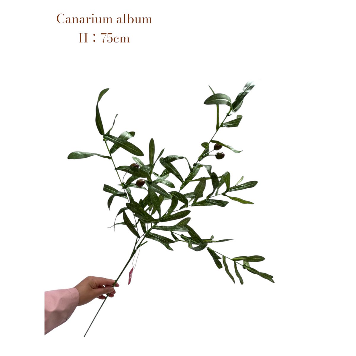 Zijden kunstbloem Canarium album 75 cm