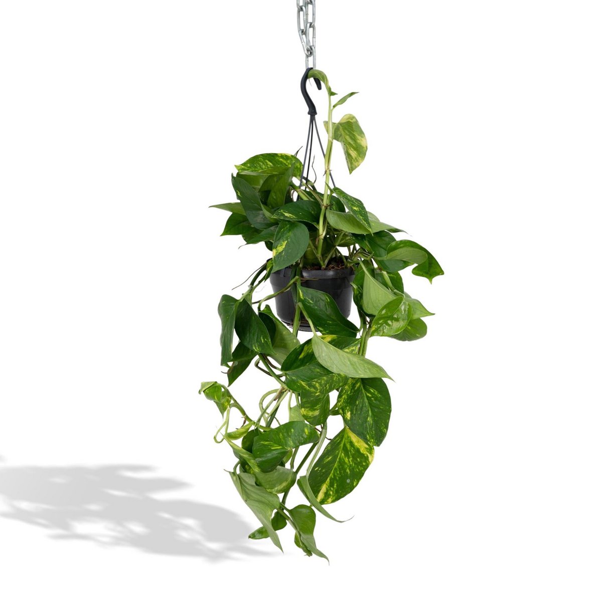 Kamerplant Epipremnum Aureum Ø15cm ↕25cm