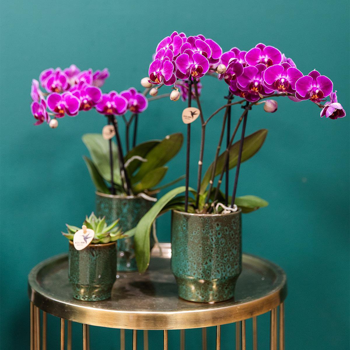 Paarse Phalaenopsis Orchidee in Keramieke Groene Sierpot (Ø9cm)