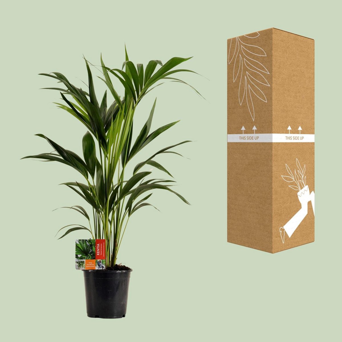 Kamerplant Kentia 100 cm potmaat 19 cm