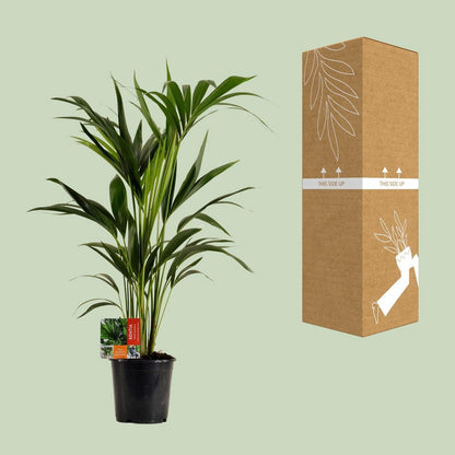 Kamerplant Kentia 100 cm potmaat 19 cm