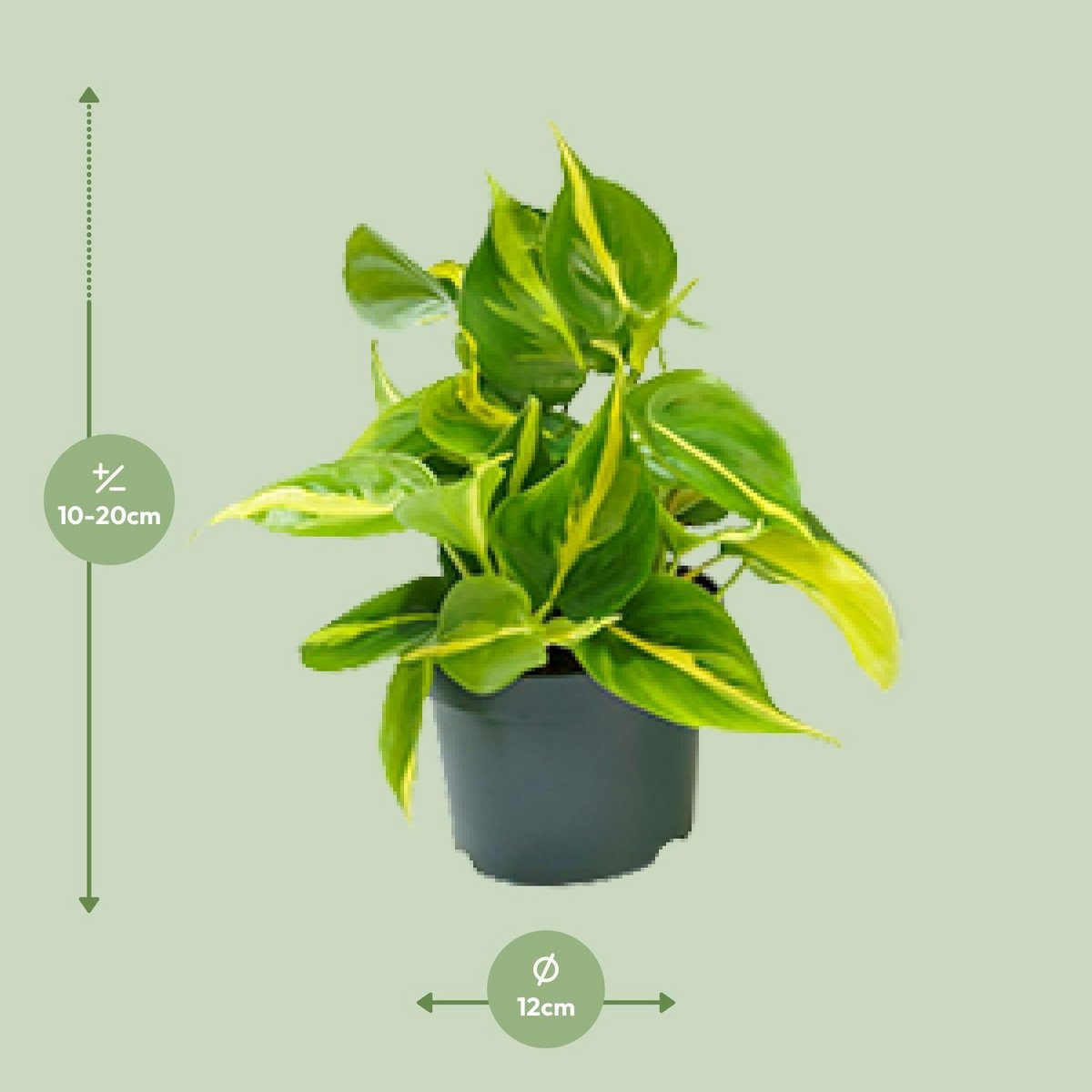 Philodendron klimplant Ø12cm ↕15cm