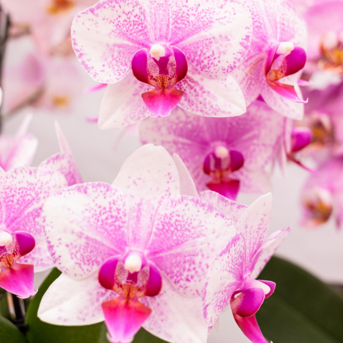 Roze Phalaenopsis Orchidee - Bloeiende Kamerplant, Potmaat Ø9 cm