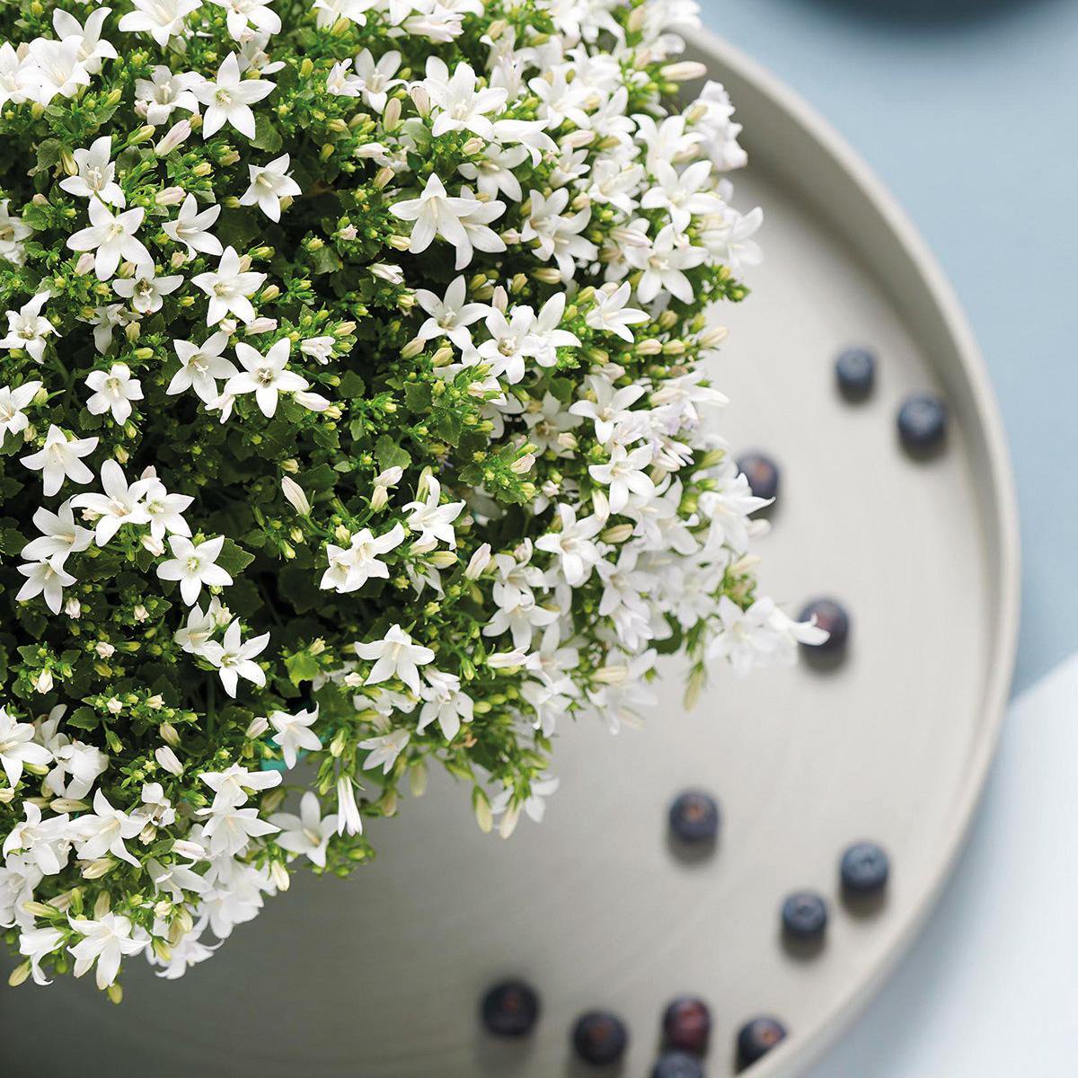 Witte Klokjesbloem in Houten Vogelhuisje-pot – Vaste Plant