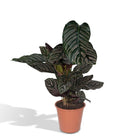 Kamerplant Calathea Ornata Ø19cm 75cm