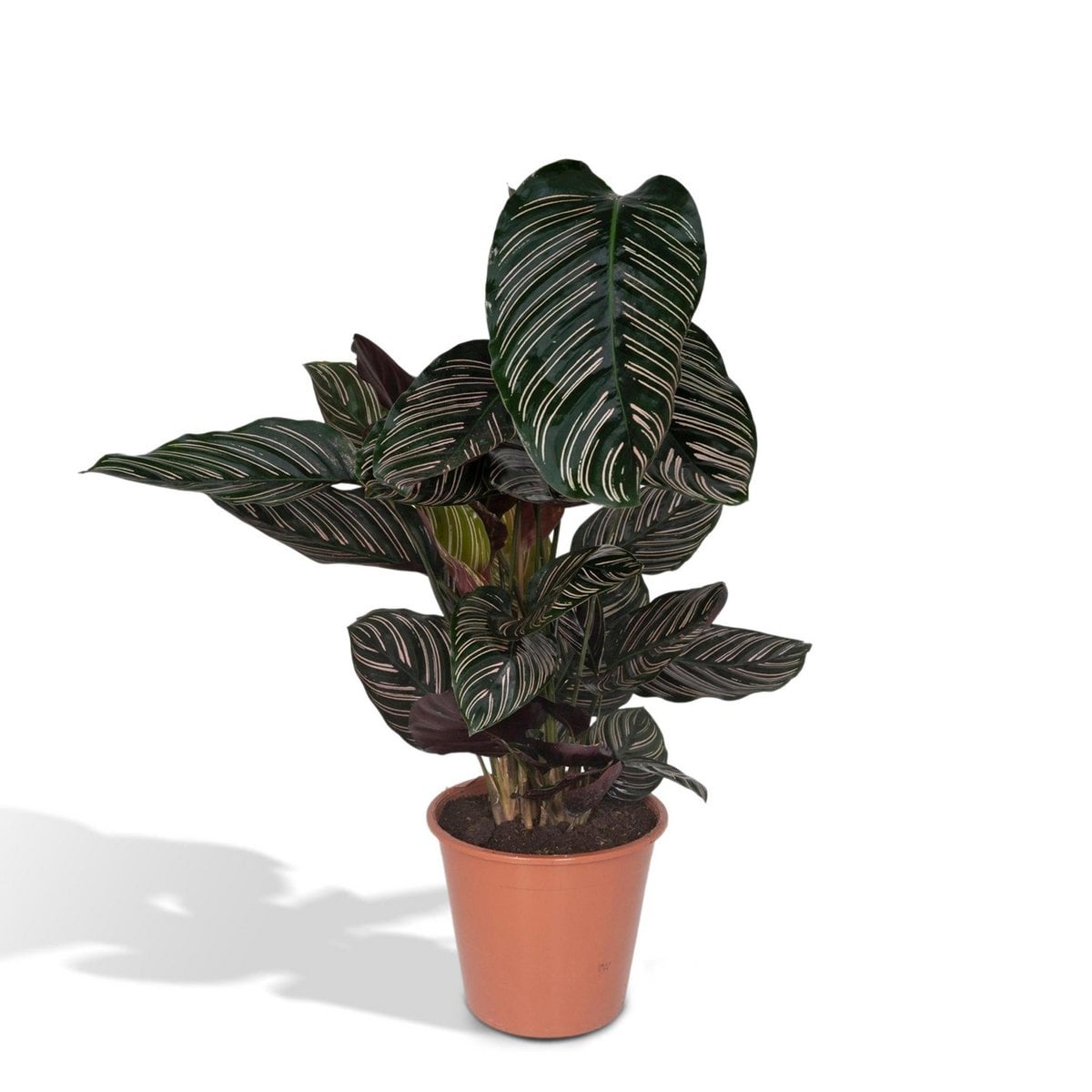 Kamerplant Calathea Ornata Ø19cm 75cm