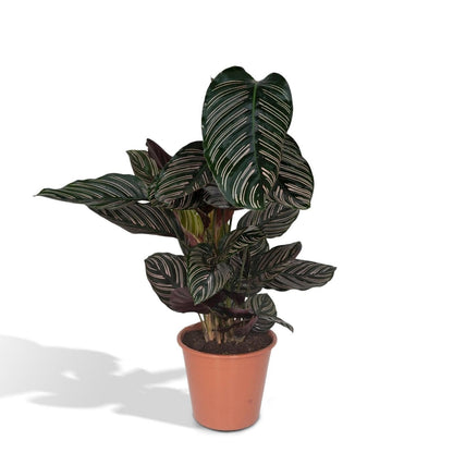 Kamerplant Calathea Ornata Ø19cm 75cm