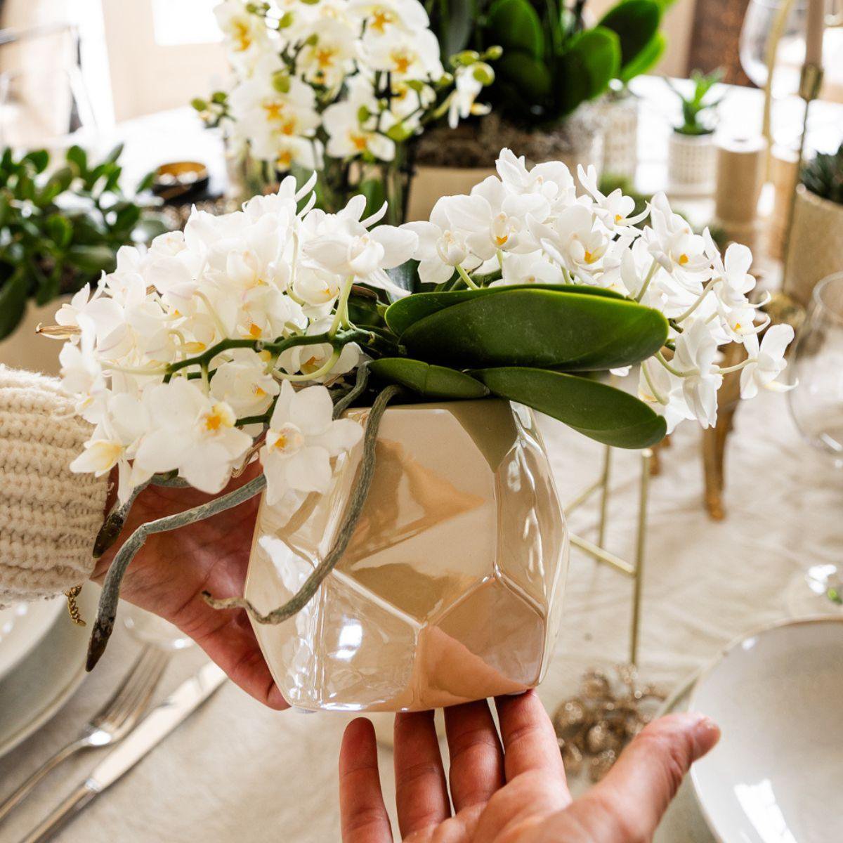 Witte orchidee 'Nazaré' pot Ø9cm