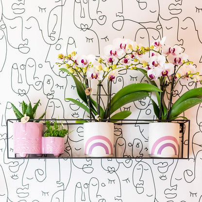Witte Phalaenopsis orchidee Ø9 cm 2-3 takken