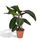 Calathea Warscewiczii pauwenplant Ø19cm 70cm groen
