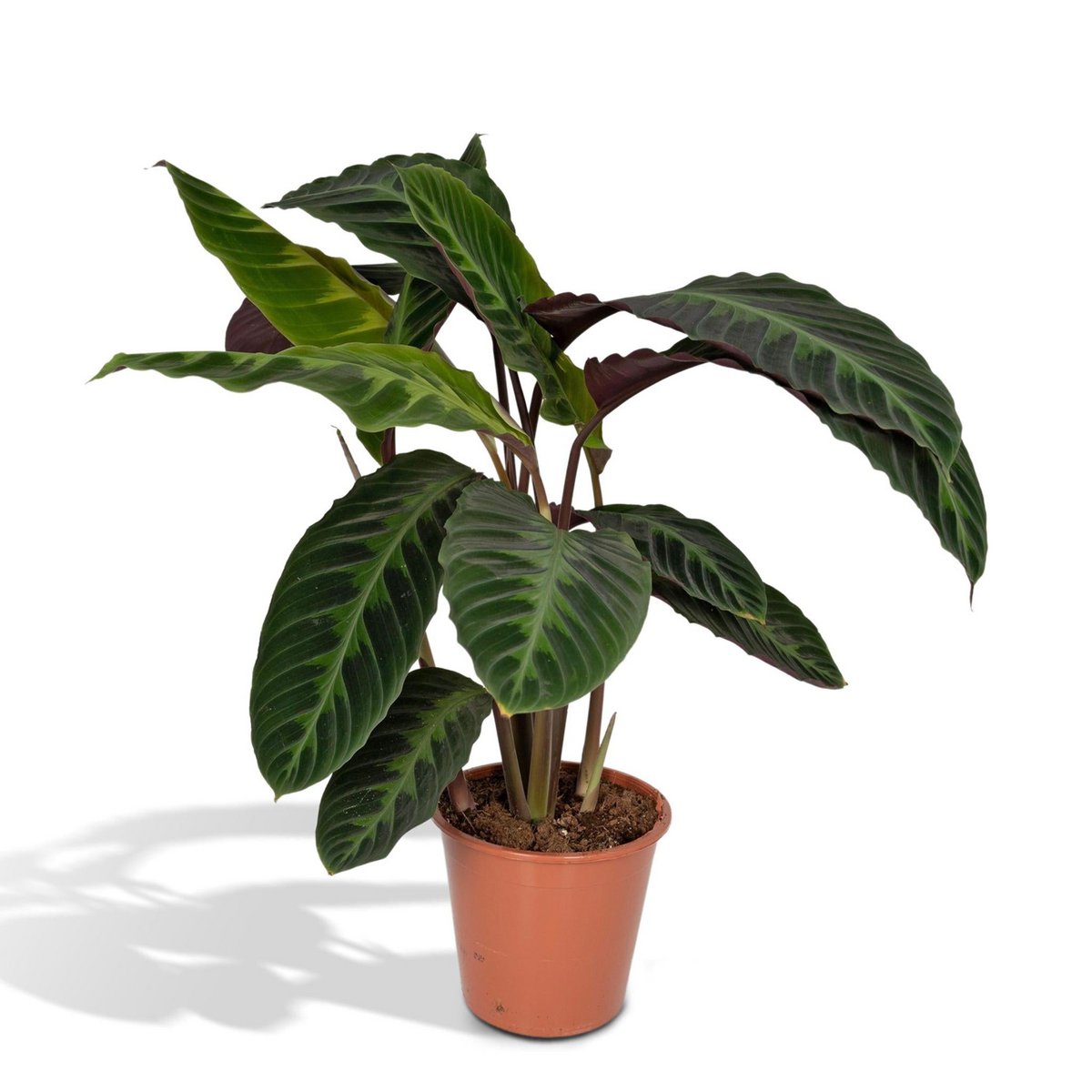 Calathea Warscewiczii pauwenplant Ø19cm 70cm groen