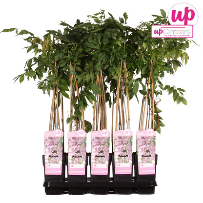 Klimplant Wisteria Rosea 65 cm Ø15 cm