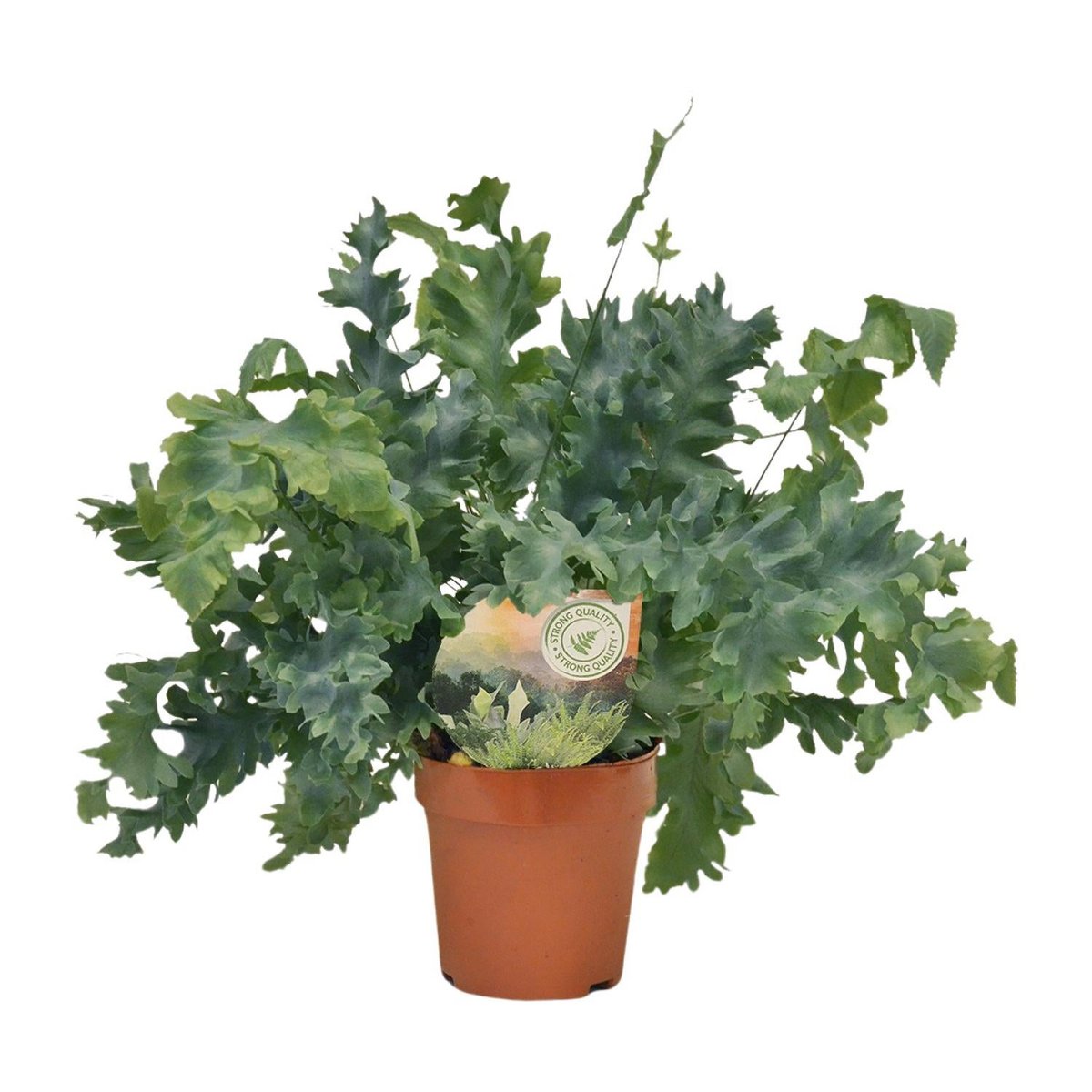 Phlebodium Davana plant Ø12 cm 35 cm