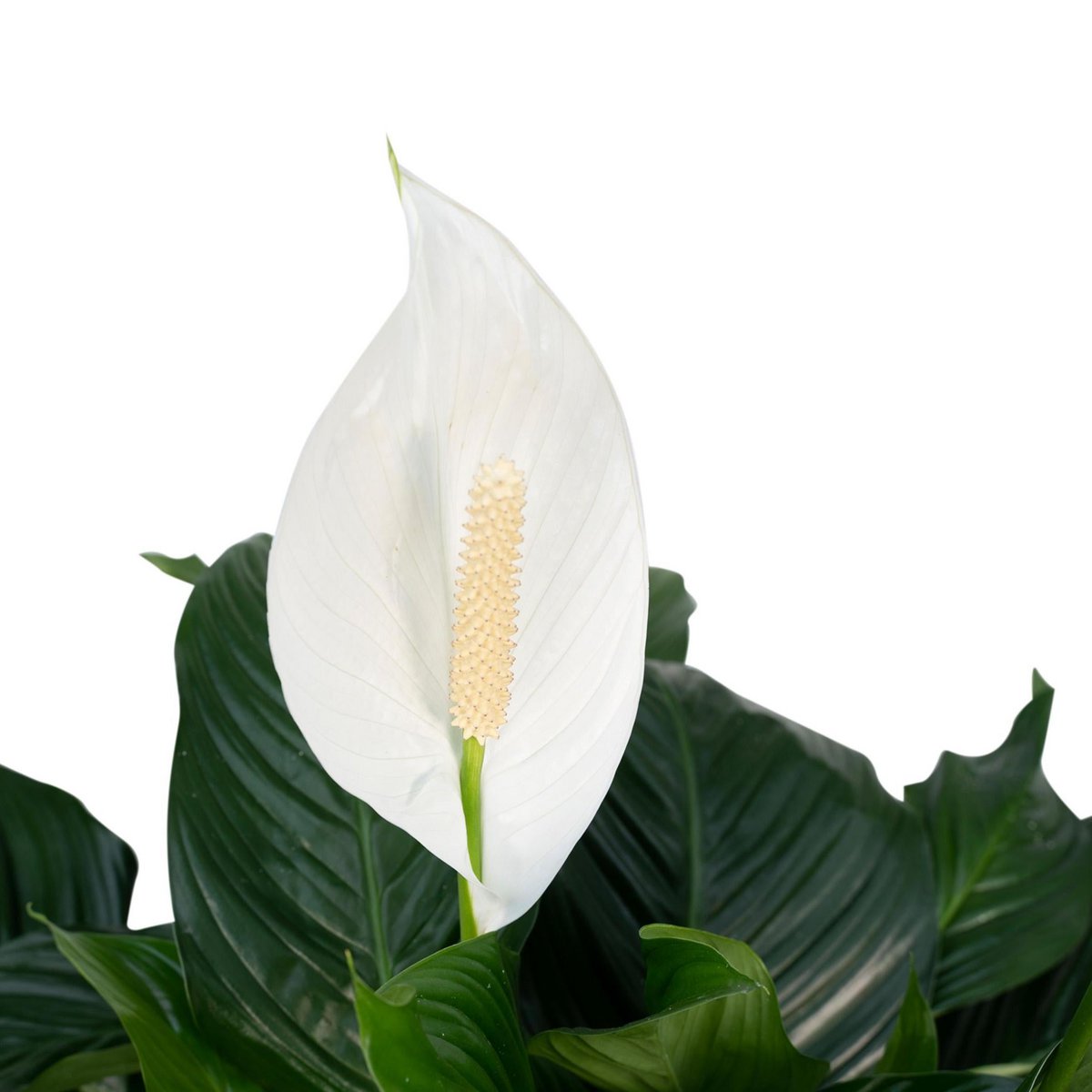 Lepelplant Spathiphyllum ø19cm ↕80cm