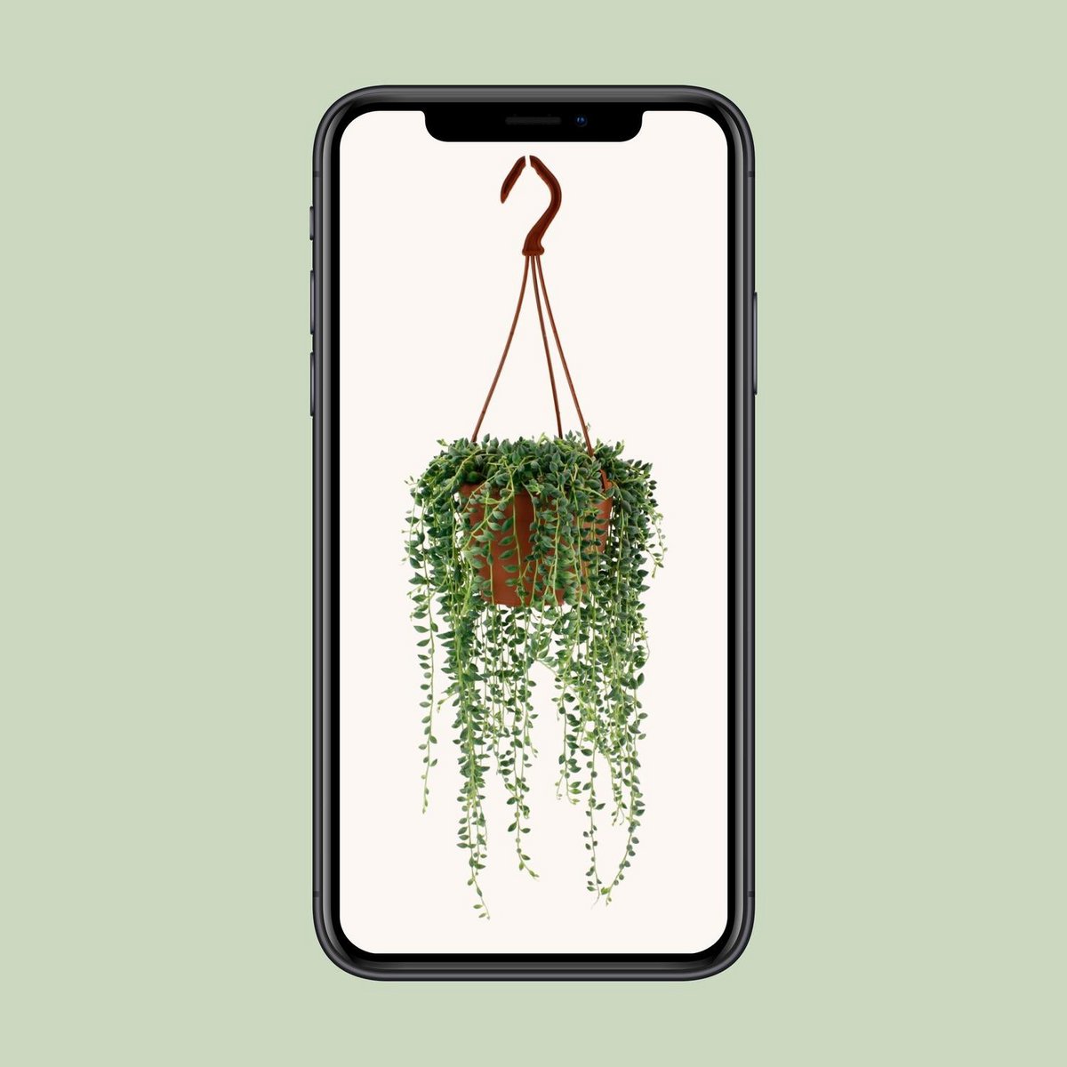Senecio Herreianus - Ø4.7" - ↕7.9"