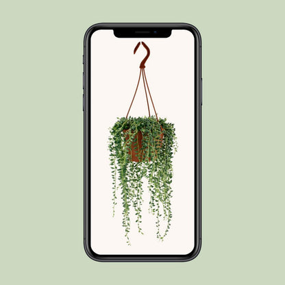 Senecio Herreianus - Ø4.7" - ↕7.9"