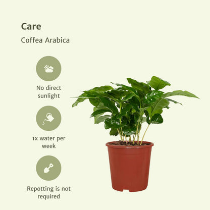 Koffieplant Coffea Arabica 2x 25cm ø12cm