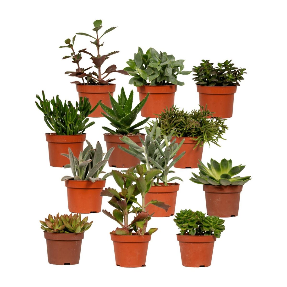 Succulente mix - 1 stuk - Ø10,5 cm - ↕12cm