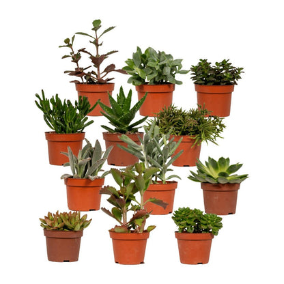 Succulente mix - 1 stuk - Ø10,5 cm - ↕12cm