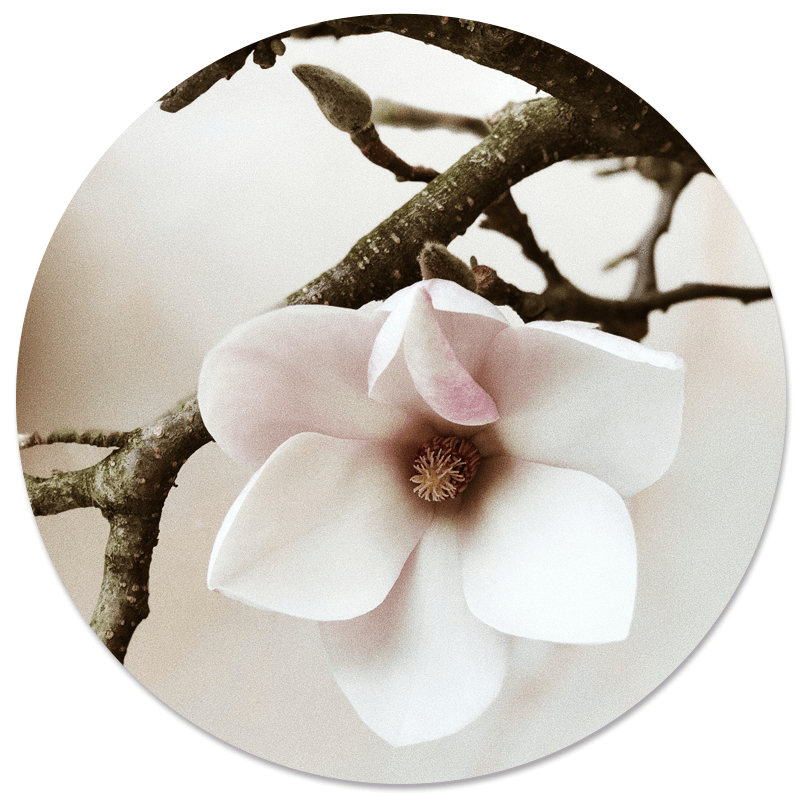 Wall circle soft white