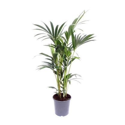 Kentia Palm Howea Forsteriana 5 per pot