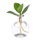 Clicia in Samoa Glass - Ø5cm - H10cm