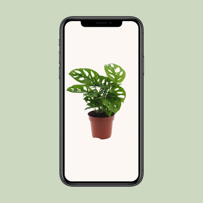 Monstera Monkey Leaf gatenplant Ø12cm ↕30cm