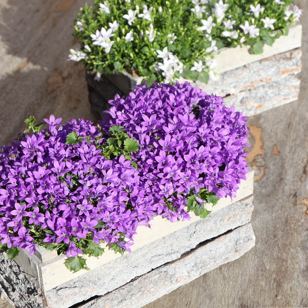 Twee Paarse Campanula Planten in Houten Kist – Vaste Tuinplant & Winterhard