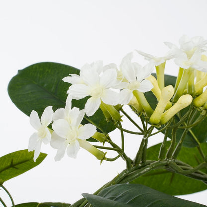 Kunstplant Stephanotis 50x40 cm wit