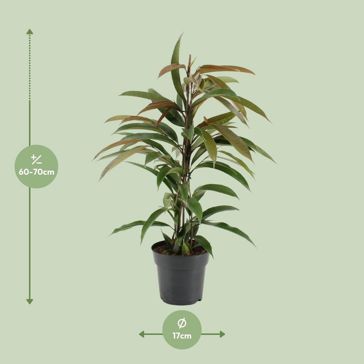 Kamerplant Ficus Binnendijkii Amstel King 70cm potmaat Ø17cm