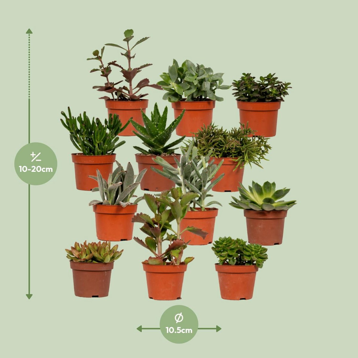 Succulente mix - 1 stuk - Ø10,5 cm - ↕12cm