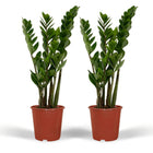 2x Zamioculcas Zamiifolia kamerplant ø14 cm 50 cm