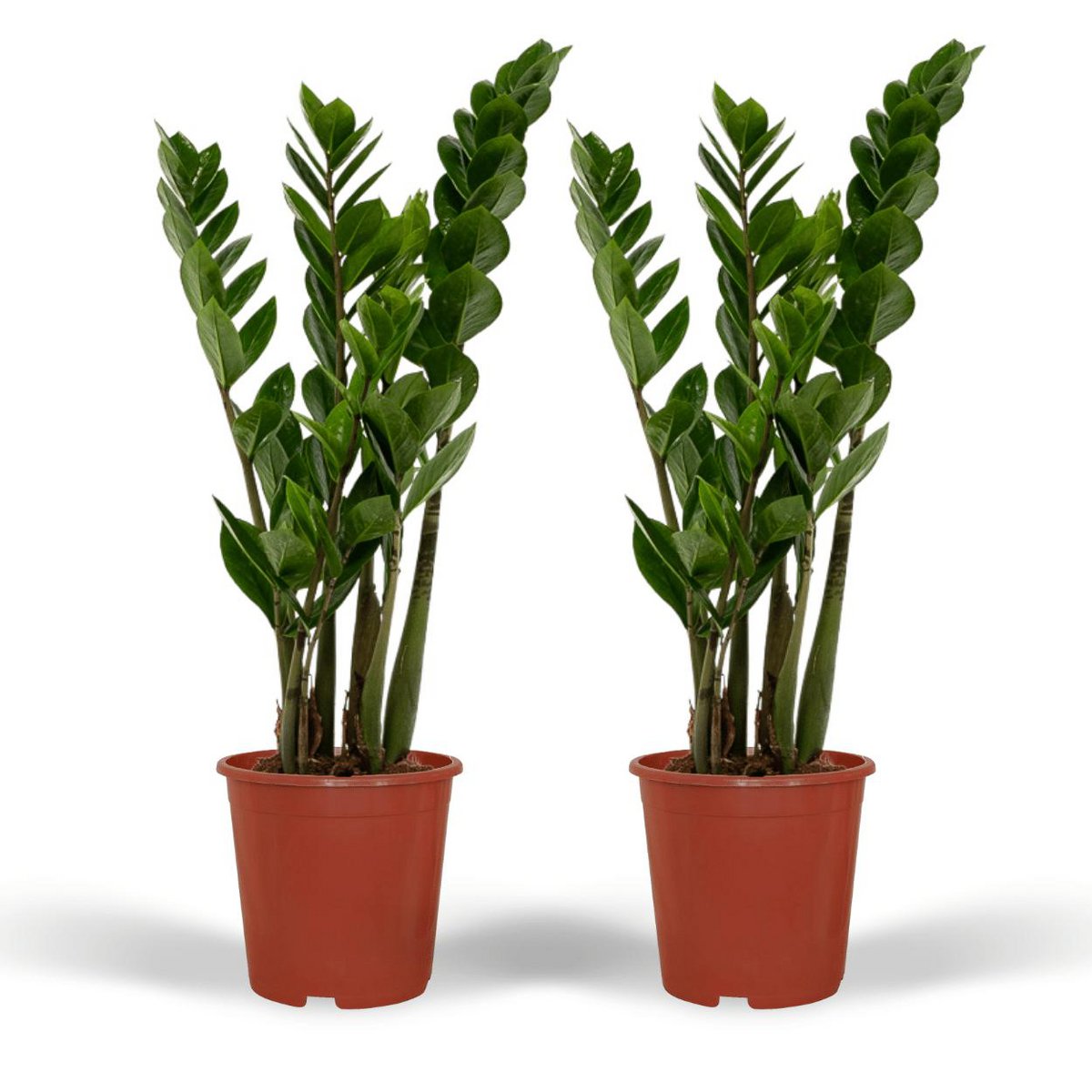 2x Zamioculcas Zamiifolia kamerplant ø14 cm 50 cm